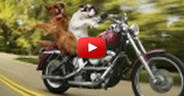 Caes Motoqueiros